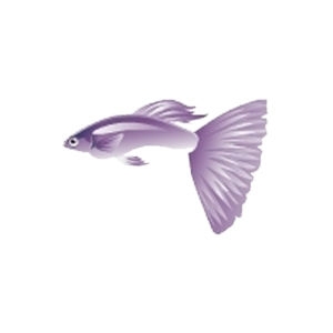 Hawaiian Purple Guppy